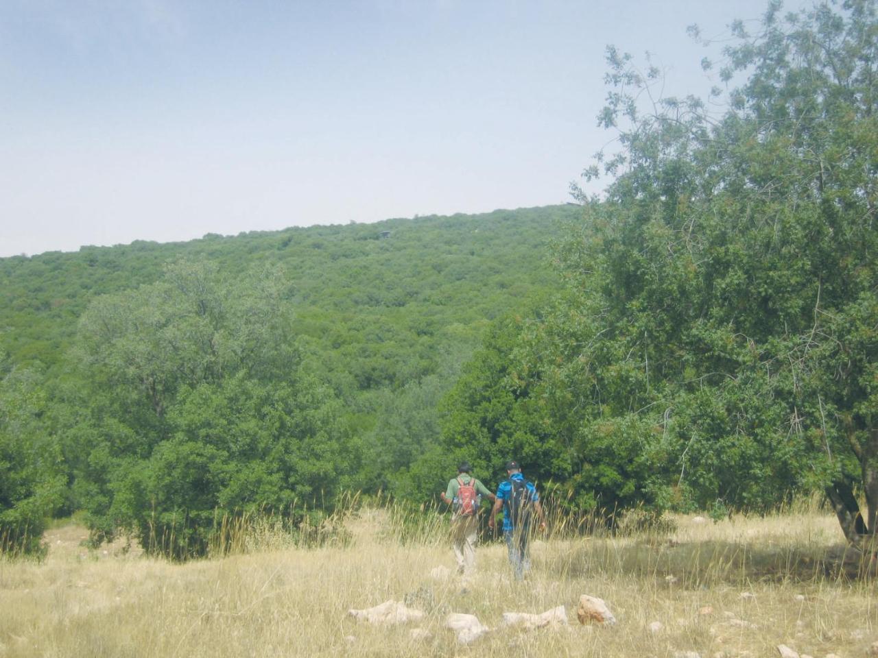 Ajloun Forest Reserve Jarash Buitenkant foto